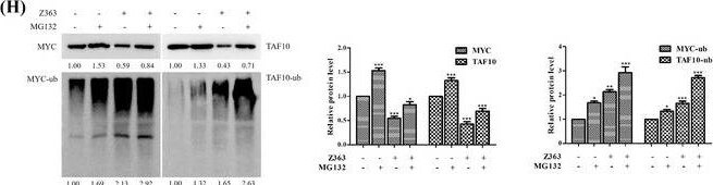 TAF10 Antibody - BSA Free