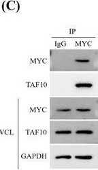 TAF10 Antibody - BSA Free
