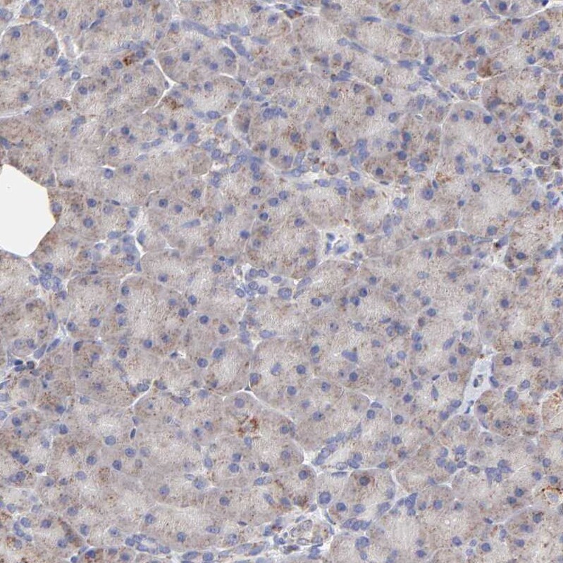 SSBP1 Antibody - BSA Free Immunohistochemistry-Paraffin: SSBP1 Antibody [NBP1-80720]
