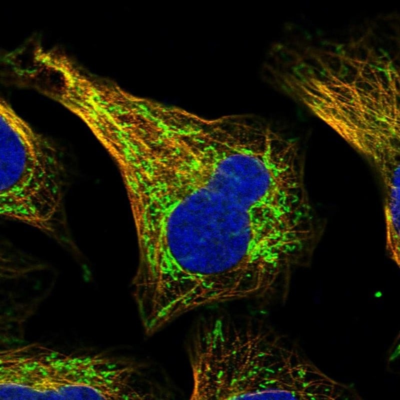 SHMT2 Antibody - BSA Free Immunocytochemistry/ Immunofluorescence: SHMT2 Antibody [NBP1-80755]