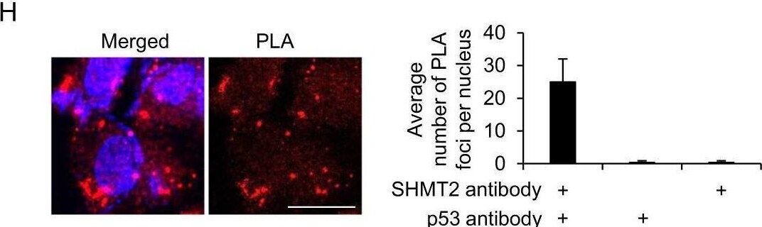 SHMT2 Antibody - BSA Free