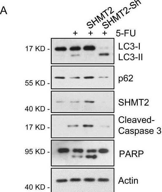 SHMT2 Antibody - BSA Free