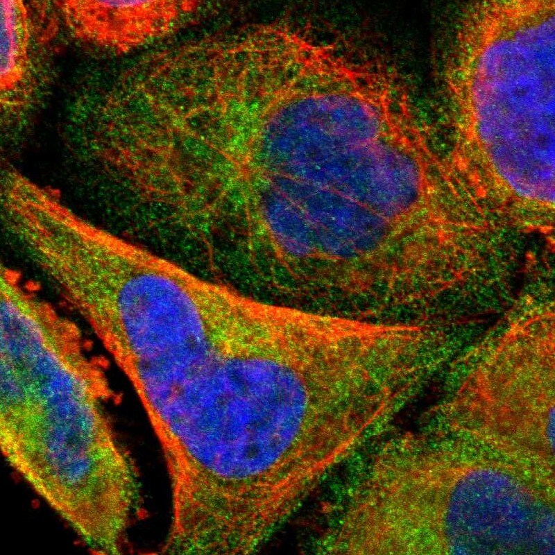 SG2NA Antibody - BSA Free Immunocytochemistry/ Immunofluorescence: SG2NA Antibody [NBP1-80764]