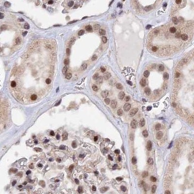 POLR2C Antibody - BSA Free Immunohistochemistry-Paraffin: POLR2C Antibody [NBP1-80817]