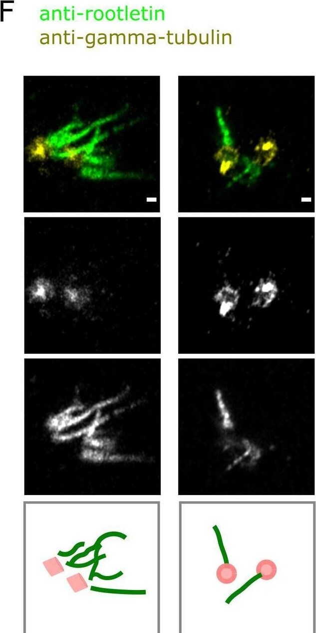CROCC Antibody - BSA Free