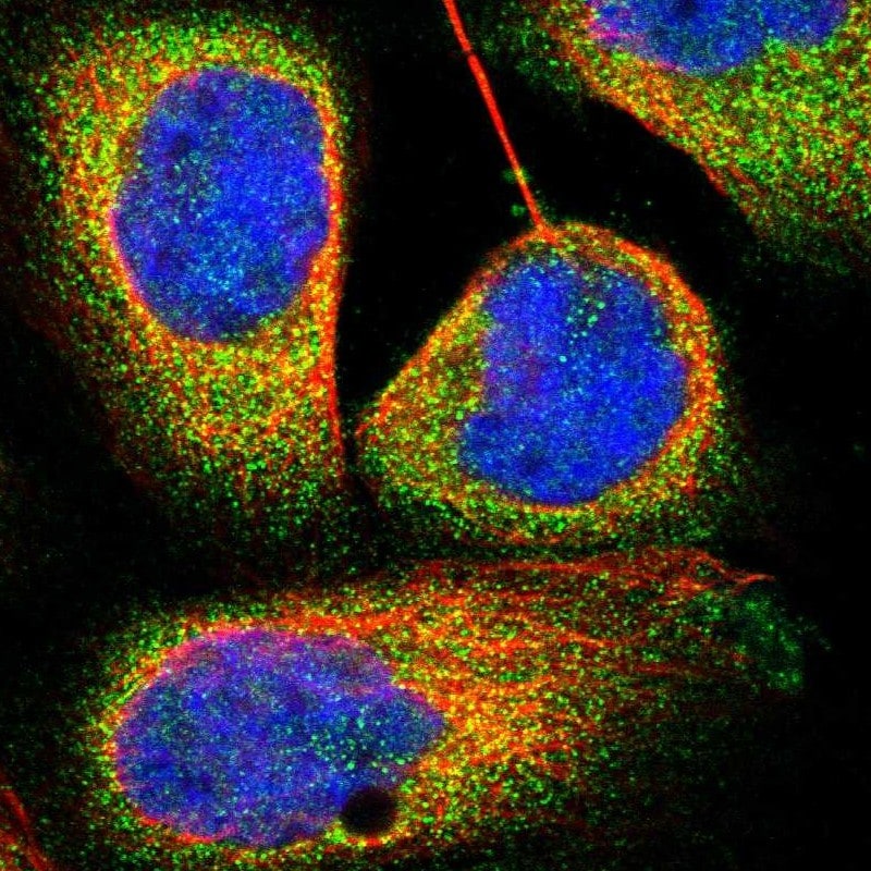 TRIM4 Antibody - BSA Free Immunocytochemistry/ Immunofluorescence: TRIM4 Antibody [NBP1-80824]