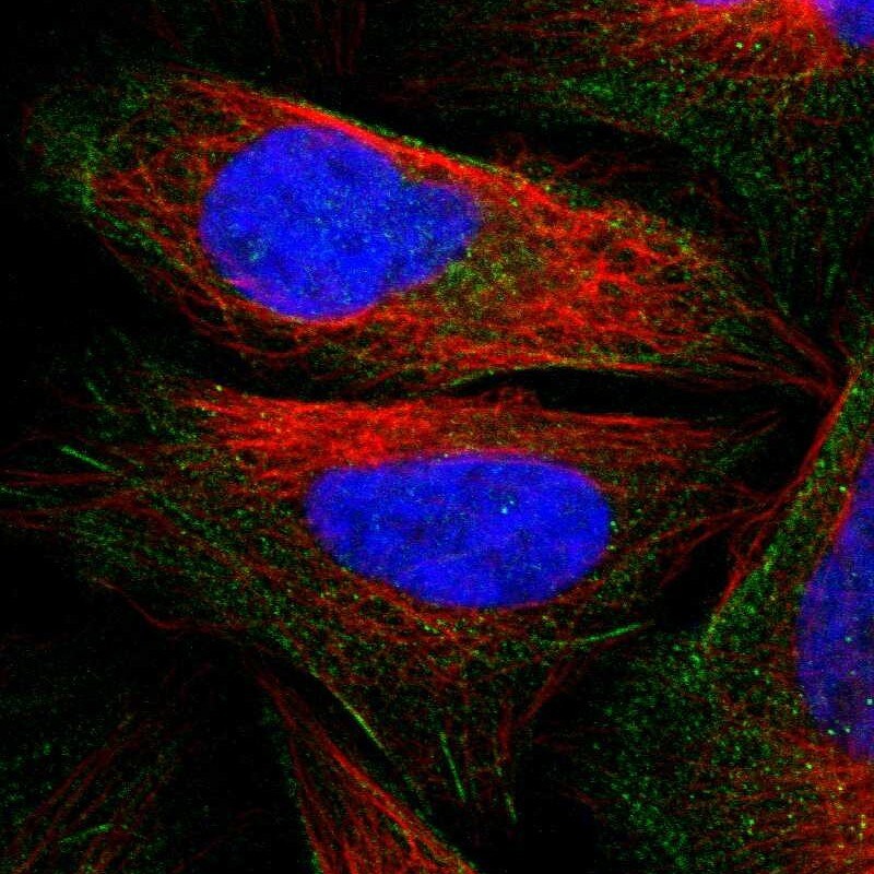 PDLIM4 Antibody - BSA Free Immunocytochemistry/ Immunofluorescence: PDLIM4 Antibody [NBP1-80833]