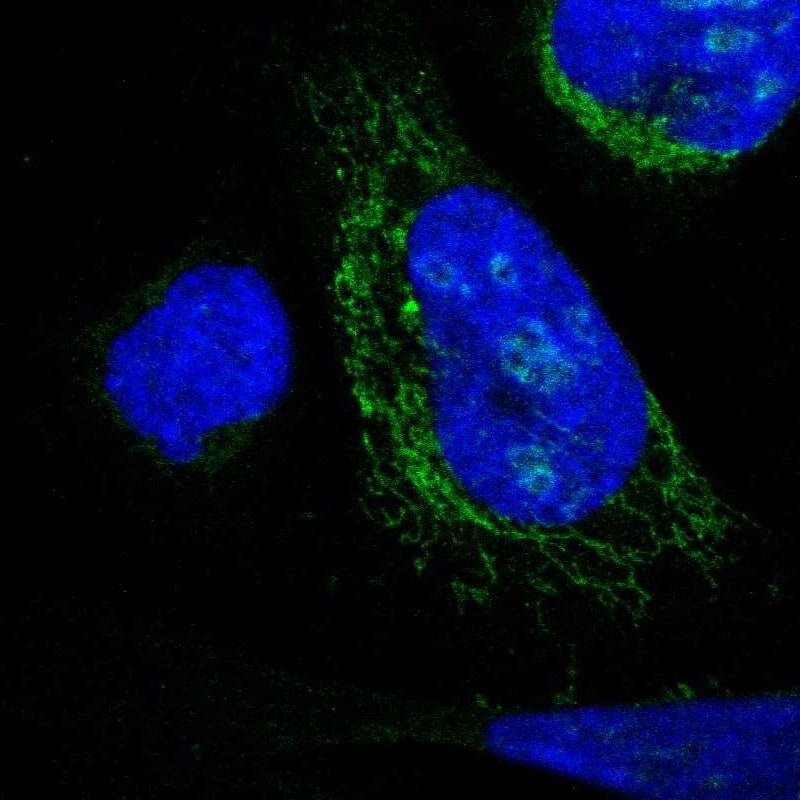 DHRS3 Antibody - BSA Free Immunocytochemistry/ Immunofluorescence: DHRS3 Antibody [NBP1-80846]