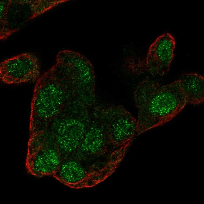 Regucalcin Antibody - BSA Free Immunocytochemistry/ Immunofluorescence: Regucalcin Antibody [NBP1-80850]