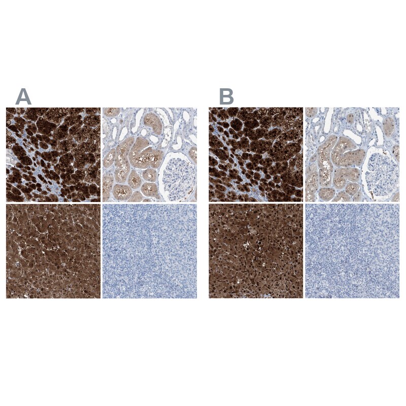 Regucalcin Antibody