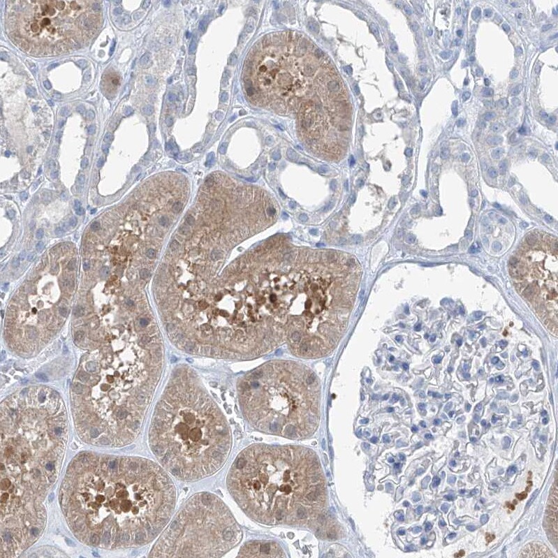 Regucalcin Antibody