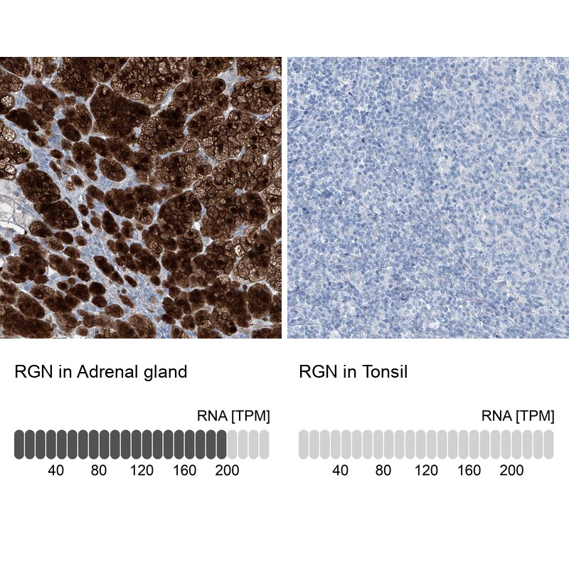 Regucalcin Antibody