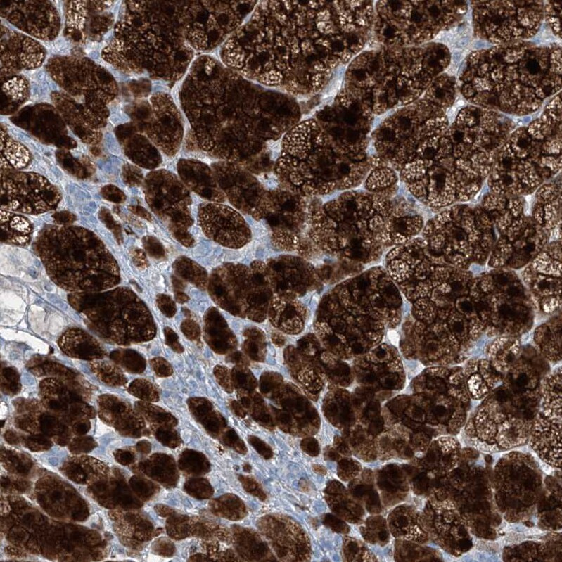 Regucalcin Antibody