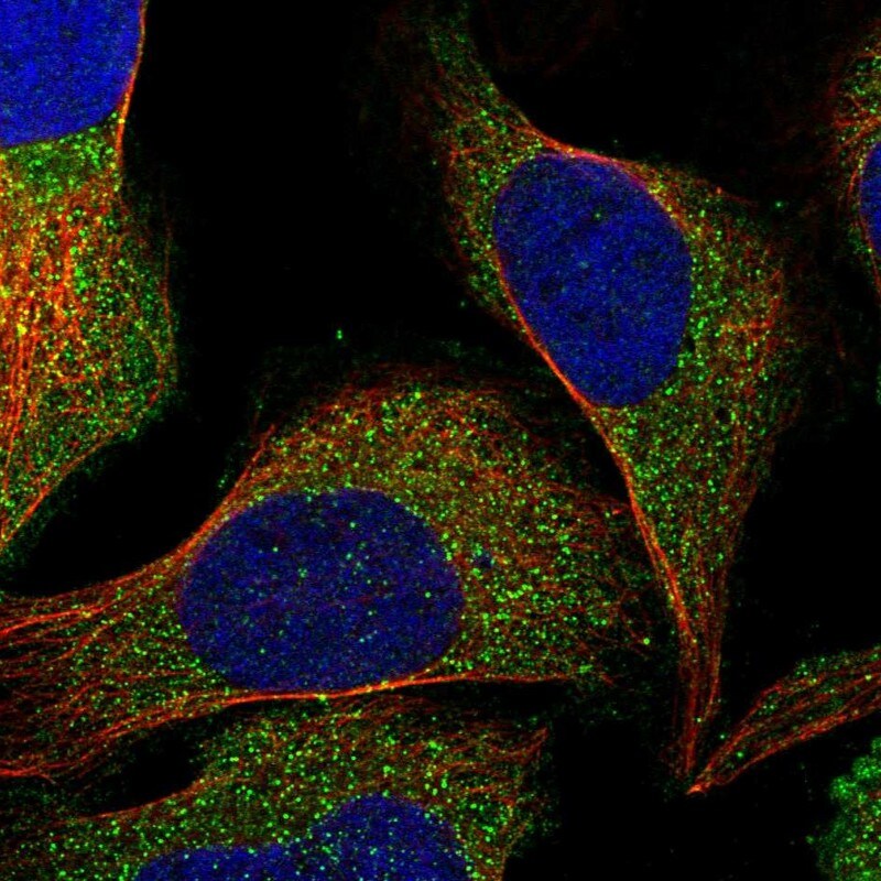 RPIP8 Antibody - BSA Free Immunocytochemistry/ Immunofluorescence: RPIP8 Antibody [NBP1-80855]