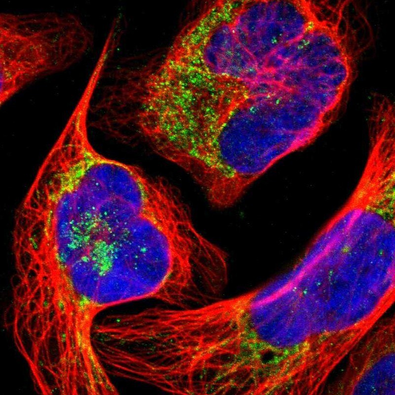 UQCRC2 Antibody - BSA Free Immunocytochemistry/ Immunofluorescence: UQCRC2 Antibody [NBP1-80862]