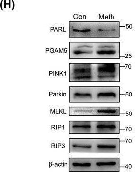 PARL Antibody - BSA Free