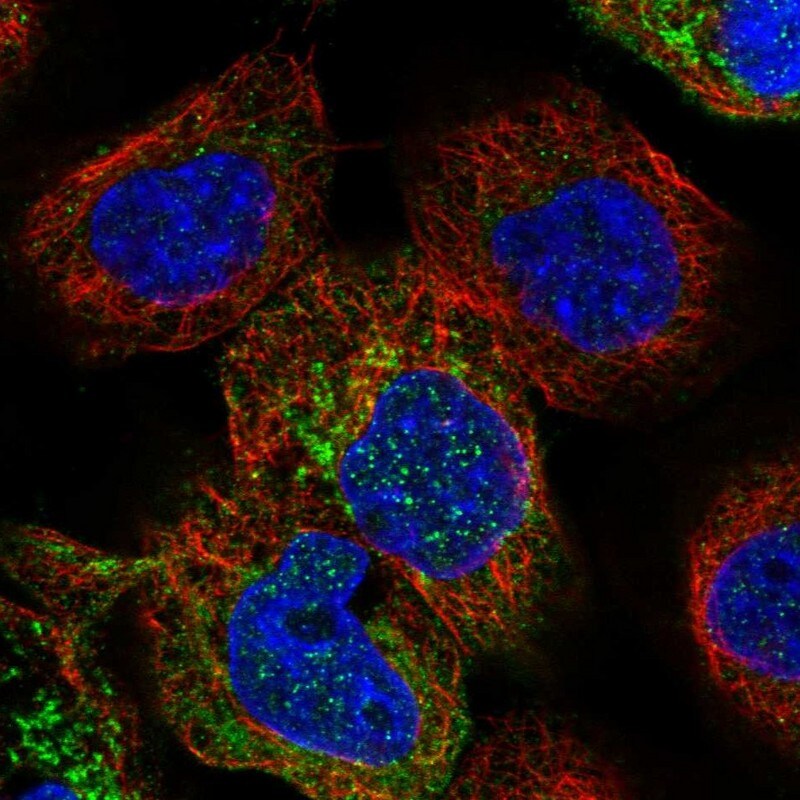 PPOX Antibody - BSA Free Immunocytochemistry/ Immunofluorescence: PPOX Antibody [NBP1-80885]