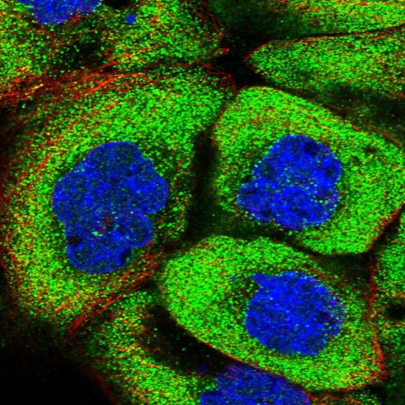 PSMF1 Antibody - BSA Free Immunocytochemistry/ Immunofluorescence: PSMF1 Antibody [NBP1-80910]