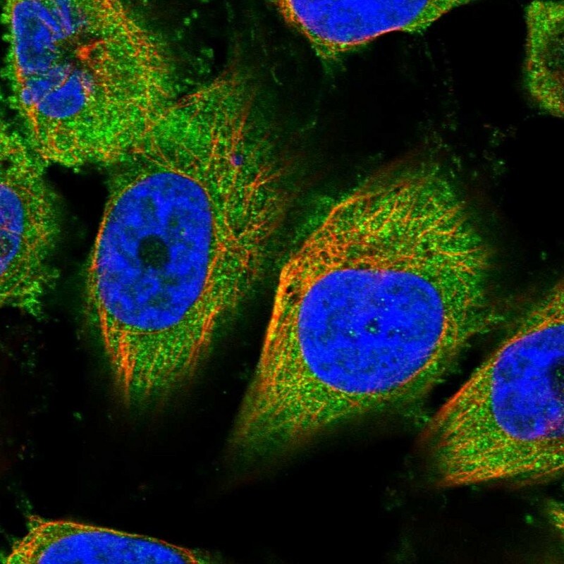 PSMF1 Antibody - BSA Free Immunocytochemistry/ Immunofluorescence: PSMF1 Antibody [NBP1-80911]