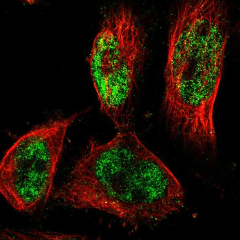 PRDM4 Antibody - BSA Free Immunocytochemistry/ Immunofluorescence: PRDM4 Antibody [NBP1-80921]