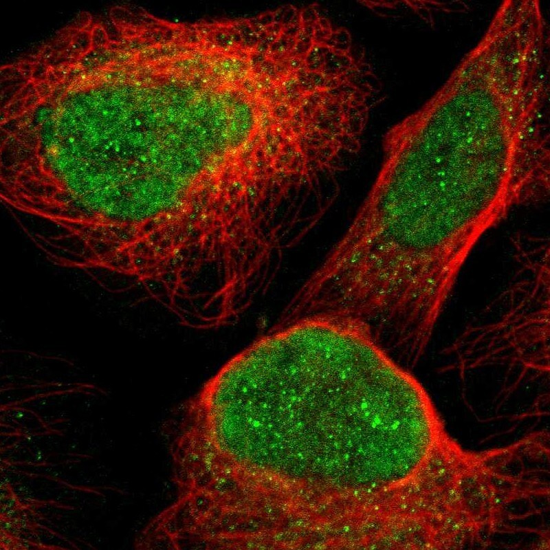 PCOLCE2 Antibody - BSA Free Immunocytochemistry/ Immunofluorescence: PCOLCE2 Antibody [NBP1-80935]