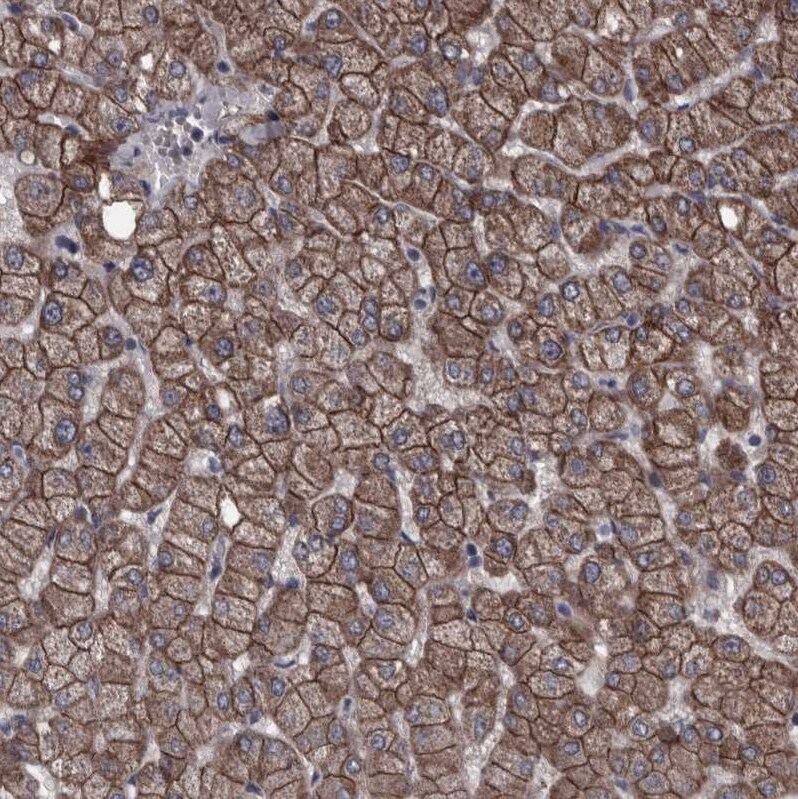 Protocadherin-17 Antibody - BSA Free Immunohistochemistry-Paraffin: Protocadherin-17 Antibody [NBP1-80943]