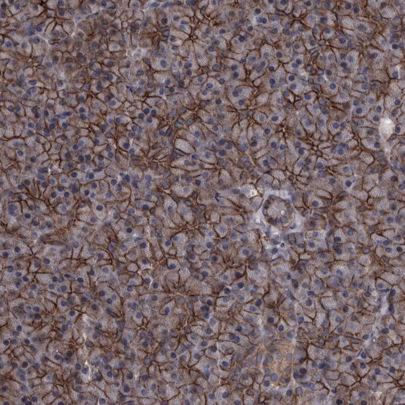 Protocadherin-17 Antibody - BSA Free Immunohistochemistry-Paraffin: Protocadherin-17 Antibody [NBP1-80943]