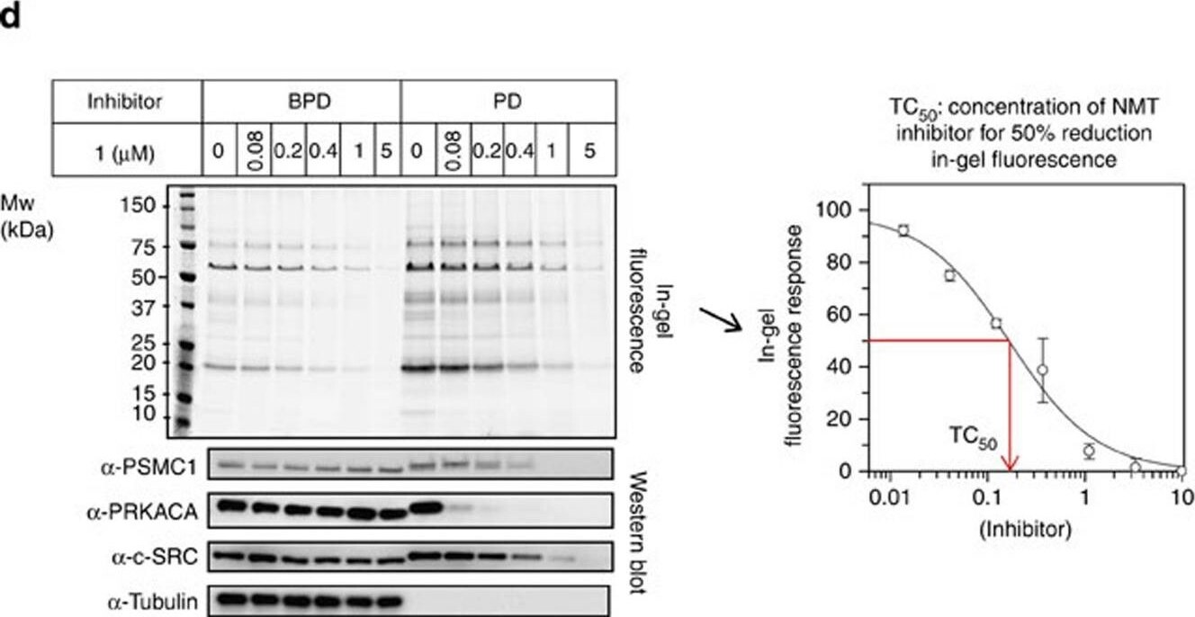 PSMC1 Antibody