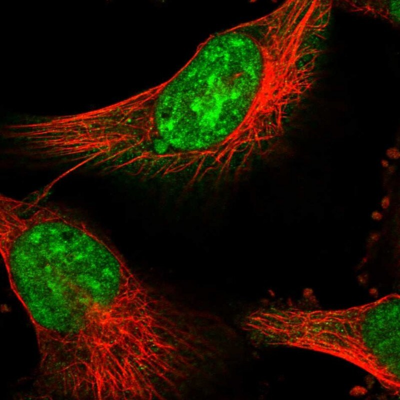 PSMD13 Antibody - BSA Free Immunocytochemistry/ Immunofluorescence: PSMD13 Antibody [NBP1-80961]