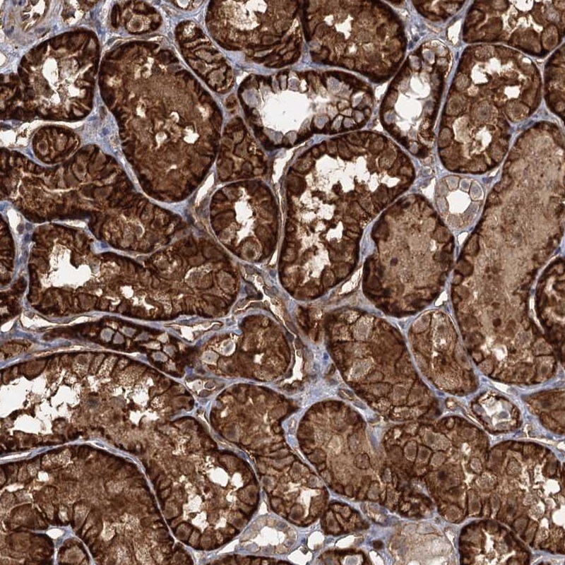 RPP14 Antibody - BSA Free Immunohistochemistry-Paraffin: RPP14 Antibody [NBP1-80965]