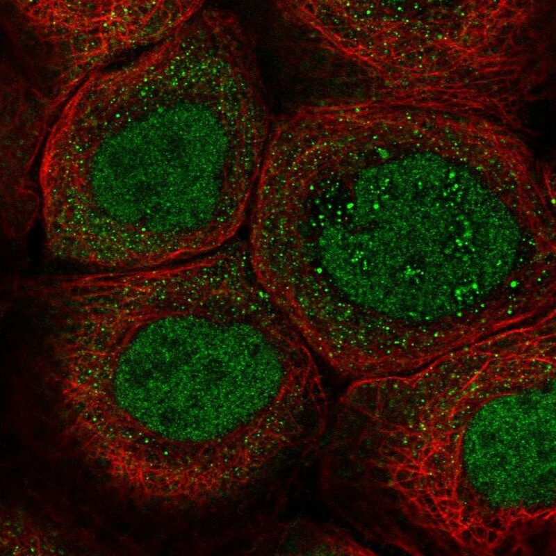 ZNF260 Antibody - BSA Free Immunocytochemistry/ Immunofluorescence: ZNF260 Antibody [NBP1-80967]