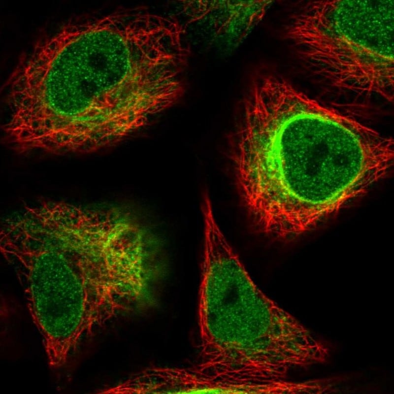 alpha-Internexin Antibody - BSA Free Immunocytochemistry/ Immunofluorescence: alpha-Internexin Antibody [NBP1-81007]