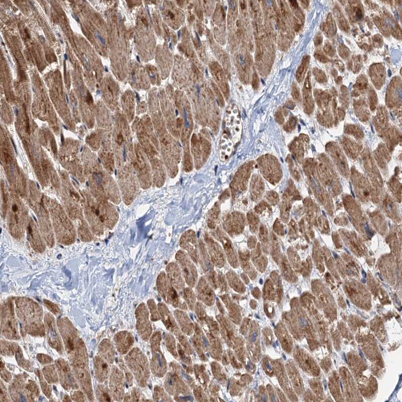 DEXI Antibody - BSA Free Immunohistochemistry-Paraffin: DEXI Antibody [NBP1-81015]