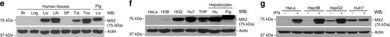 MX2 Antibody