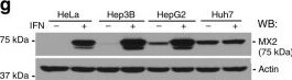 MX2 Antibody
