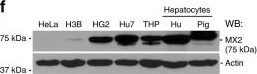 MX2 Antibody