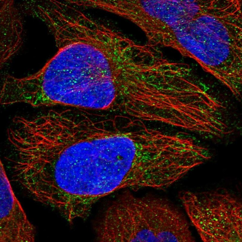 MTERFD2 Antibody - BSA Free Immunocytochemistry/ Immunofluorescence: MTERFD2 Antibody [NBP1-81055]
