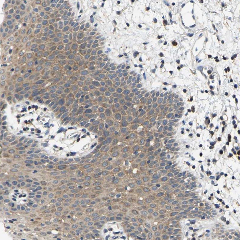 AHNAK Antibody - BSA Free Immunohistochemistry-Paraffin: AHNAK Antibody [NBP1-81060]