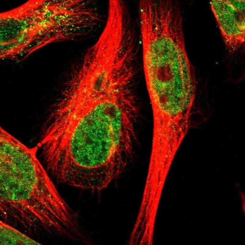 TEX261 Antibody - BSA Free Immunocytochemistry/ Immunofluorescence: TEX261 Antibody [NBP1-81126]