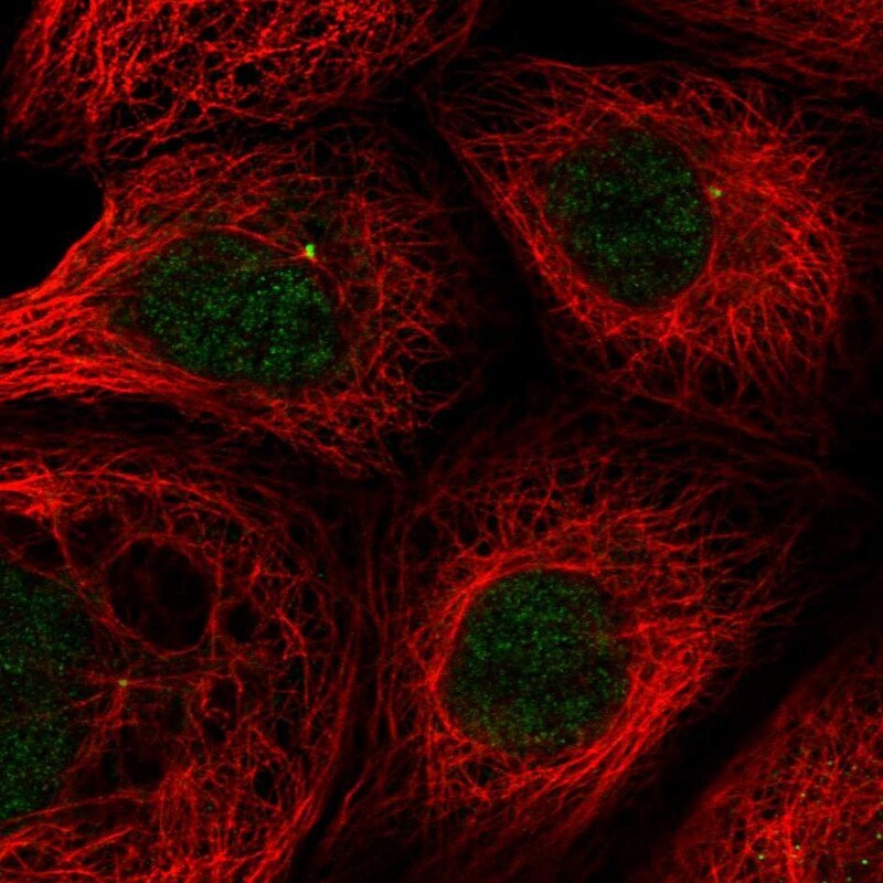 THAP6 Antibody - BSA Free Immunocytochemistry/ Immunofluorescence: THAP6 Antibody [NBP1-81130]
