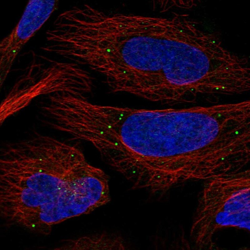 PHOSPHO2 Antibody - BSA Free Immunocytochemistry/ Immunofluorescence: PHOSPHO2 Antibody [NBP1-81168]