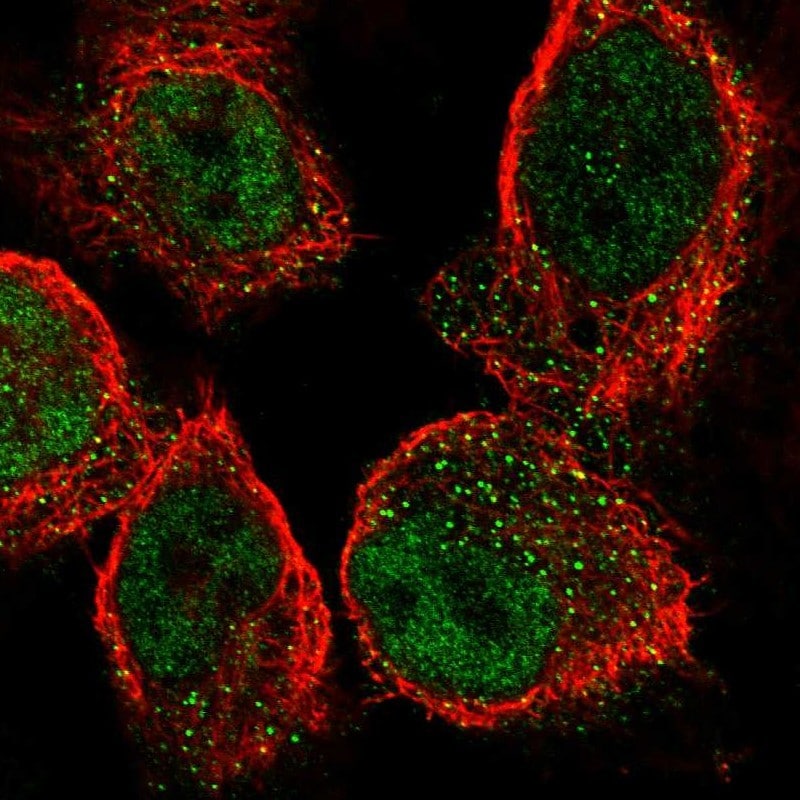 SLFN5 Antibody - BSA Free Immunocytochemistry/ Immunofluorescence: SLFN5 Antibody [NBP1-81178]