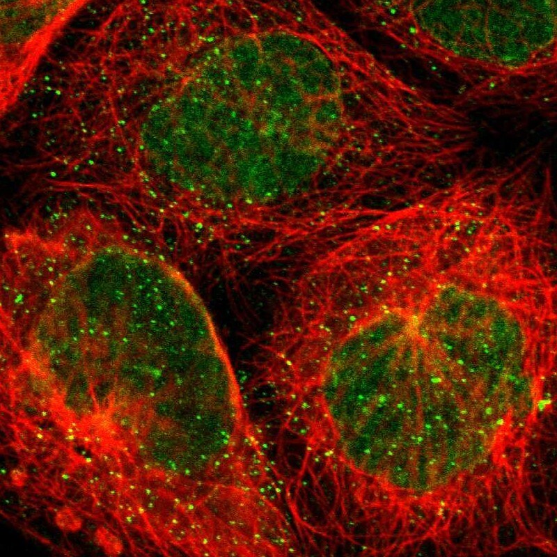 THAP7 Antibody - BSA Free Immunocytochemistry/ Immunofluorescence: THAP7 Antibody [NBP1-81232]