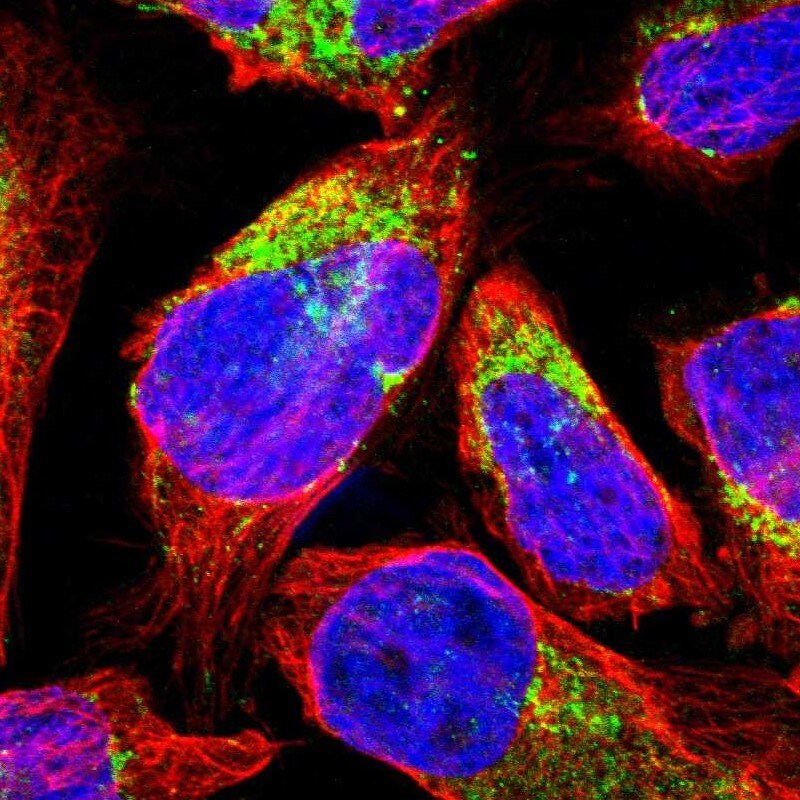MCCC1 Antibody - BSA Free Immunocytochemistry/ Immunofluorescence: MCCC1 Antibody [NBP1-81254]