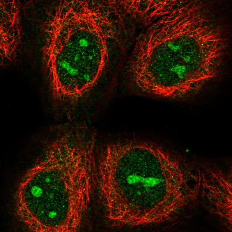 LIAT1 Antibody - BSA Free Immunocytochemistry/ Immunofluorescence: LIAT1 Antibody [NBP1-81295]