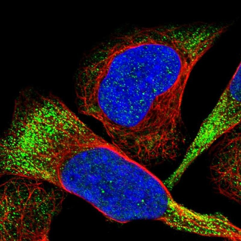 CDPF1 Antibody - BSA Free Immunocytochemistry/ Immunofluorescence: CDPF1 Antibody [NBP1-81297]