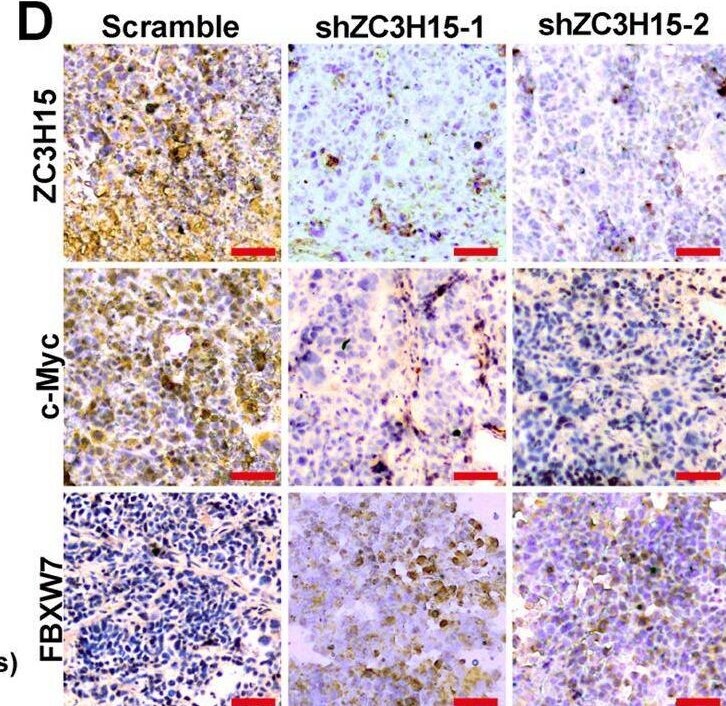ZC3H15 Antibody - BSA Free