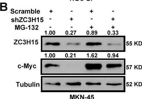 ZC3H15 Antibody - BSA Free