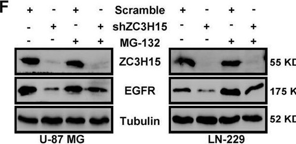 ZC3H15 Antibody - BSA Free