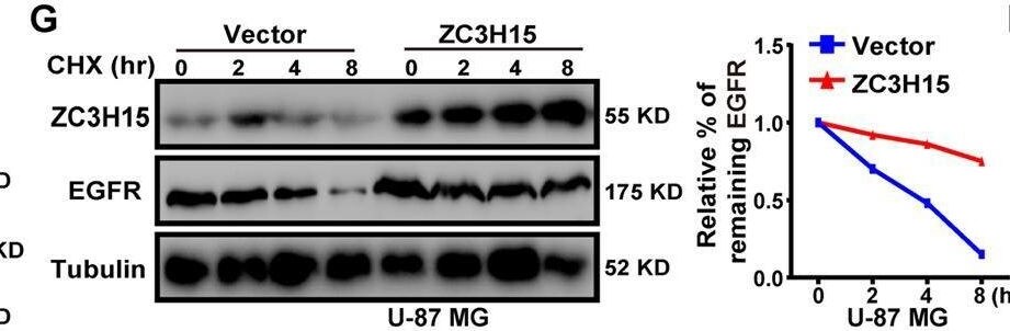 ZC3H15 Antibody - BSA Free